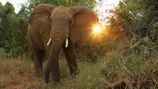 Big Game Hunter Crushed to Death by Elephant